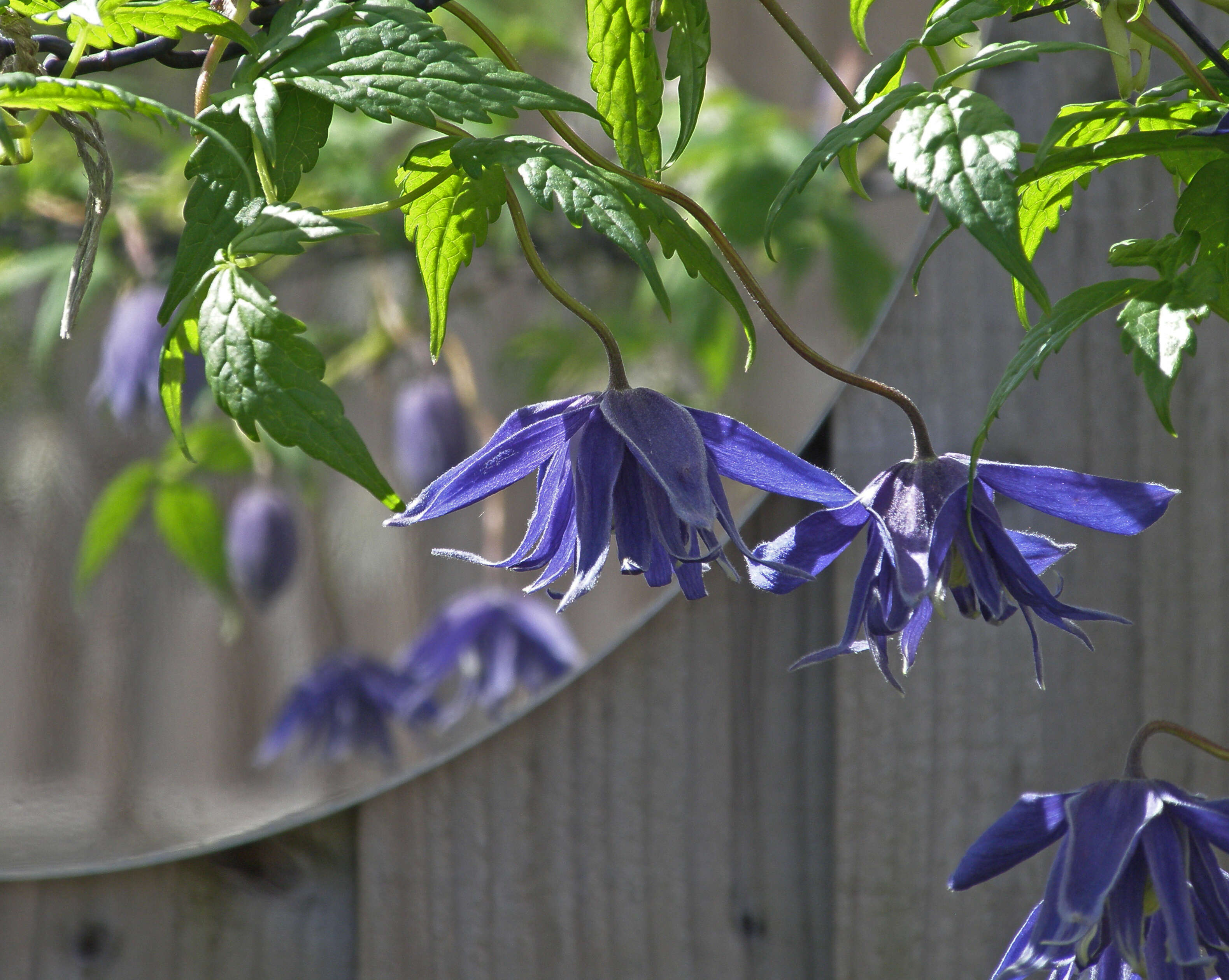 Image of Clematis macropetala Ledeb.