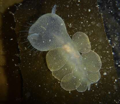 Image of Hooded sea slug