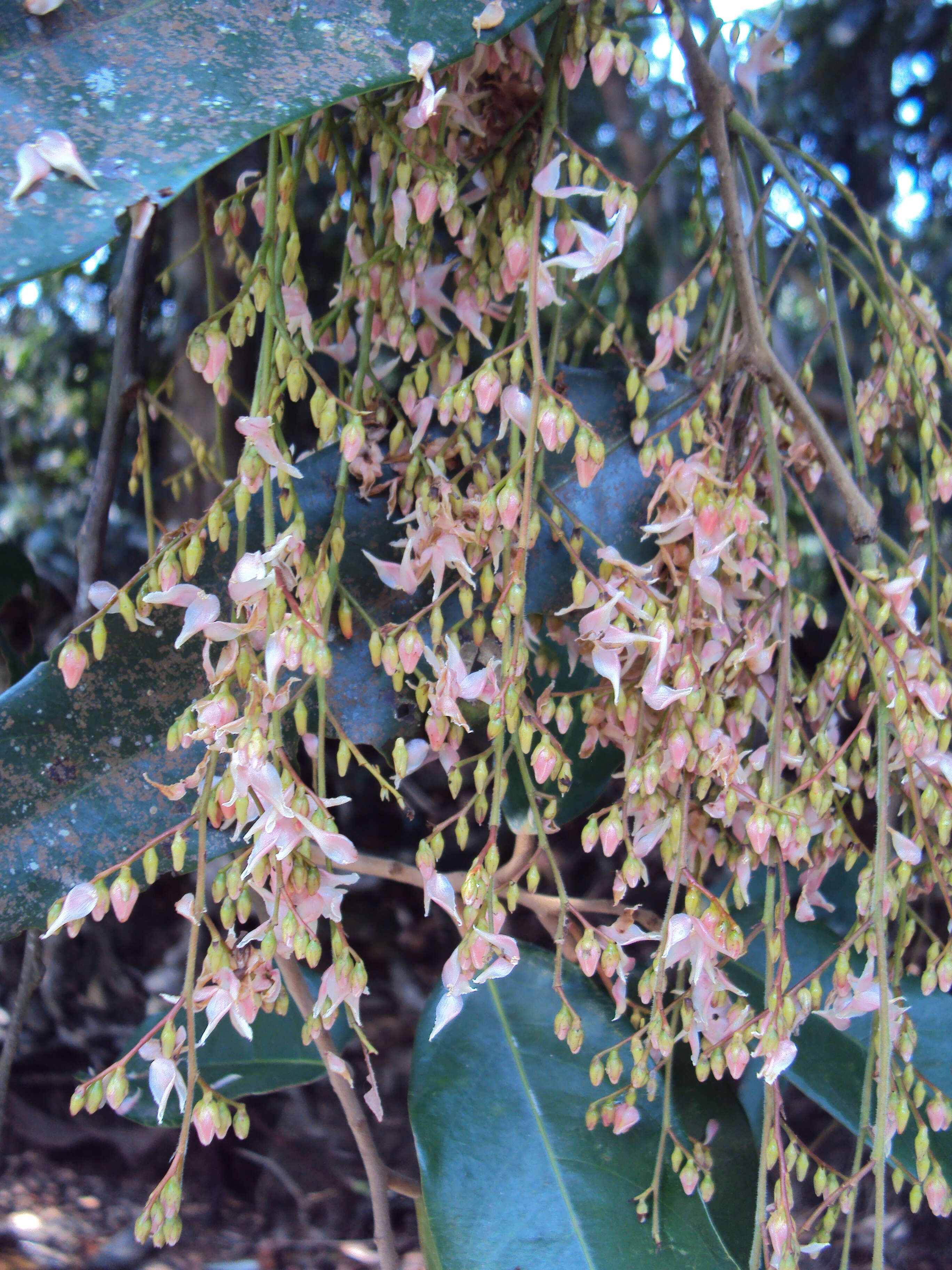 Image of Hopea ponga (Dennst.) D. J. Mabberley