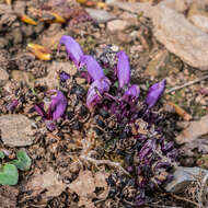 Image of Lathraea clandestina L.