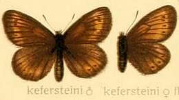 Image of Erebia kefersteinii Eversmann 1851