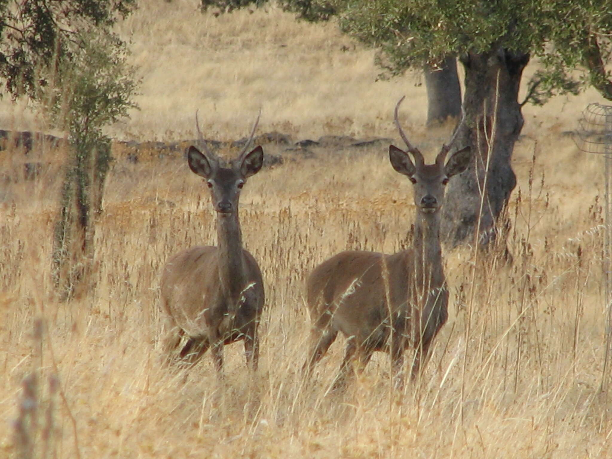 Image of Cervus elaphus hispanicus Hilzheimer 1909