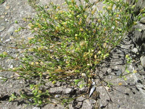 Image of Thyme-leaved Sandwort