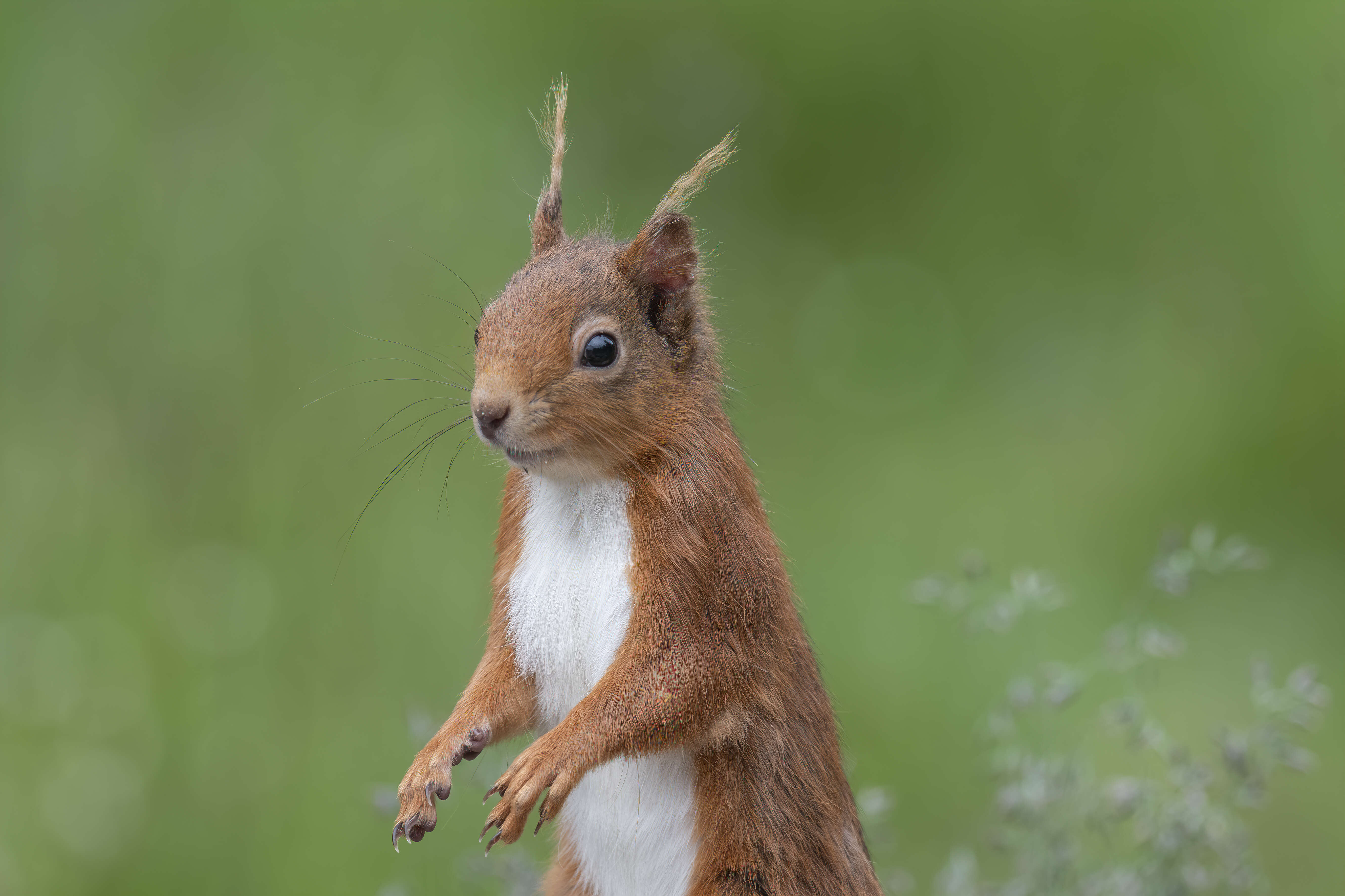 Image of Eurasian red squirrel