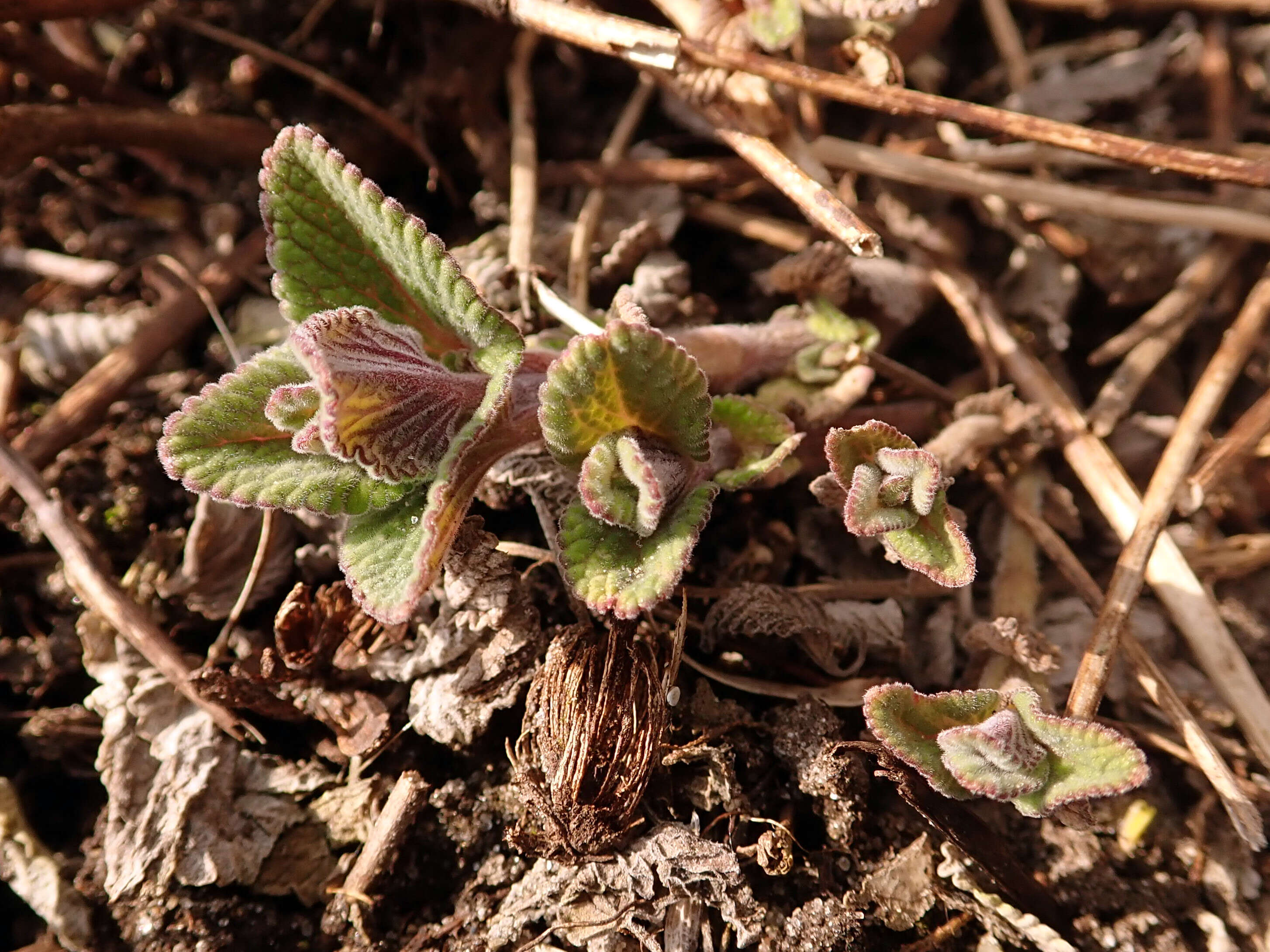 Imagem de Nepeta faassenii Bergmans ex Stearn