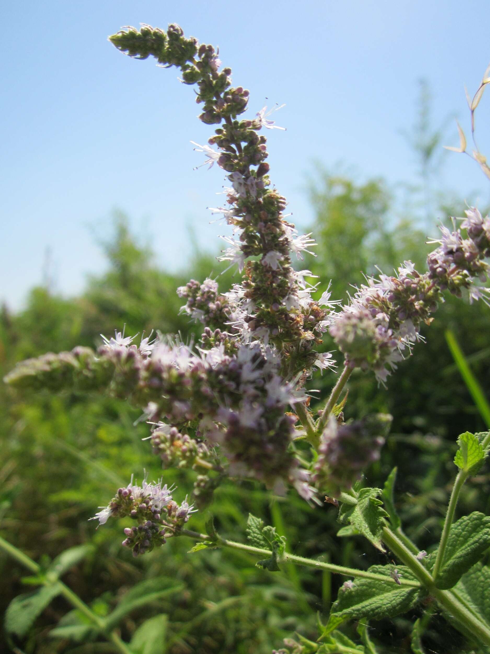 Image of Horse Mint