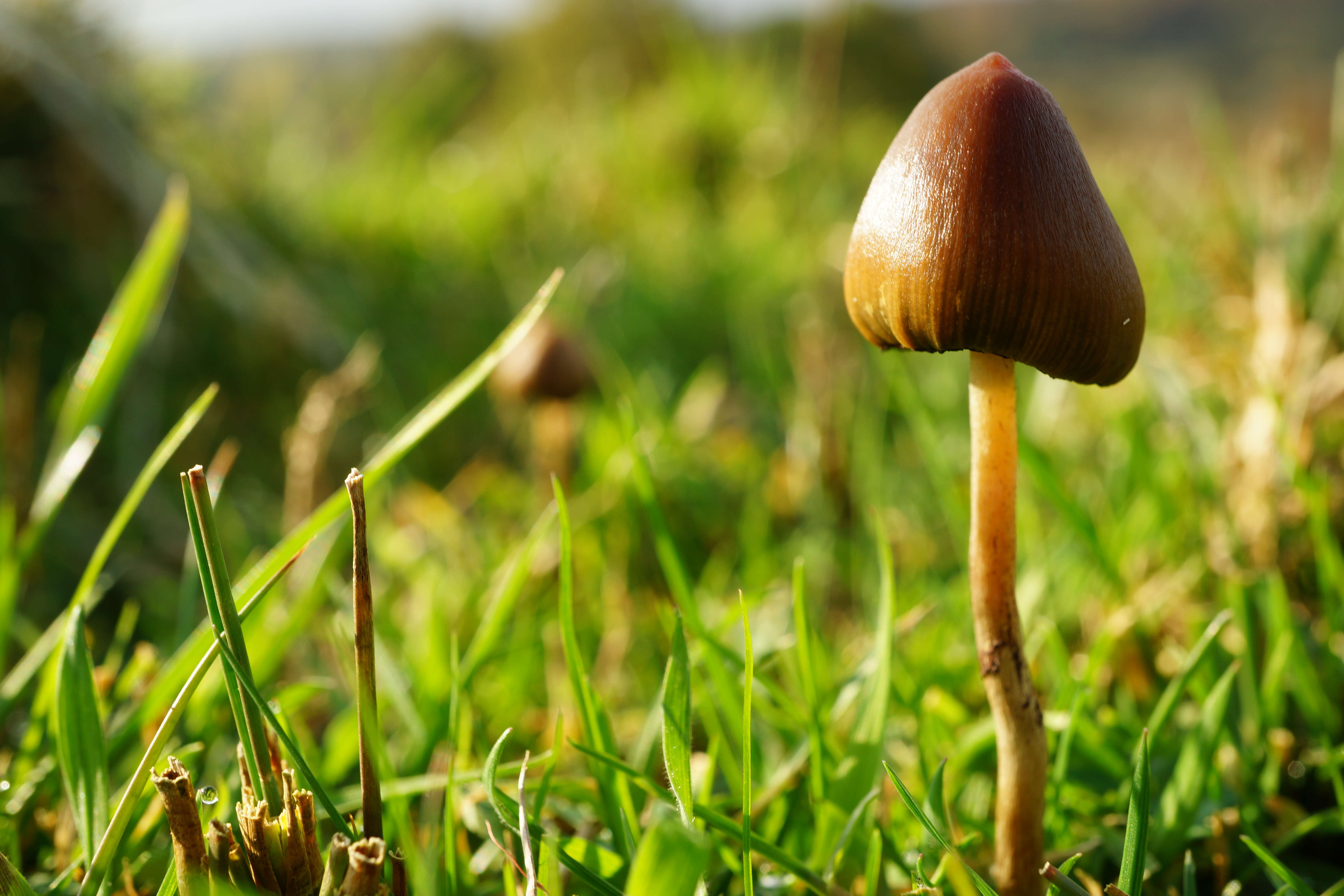 Plancia ëd Psilocybe semilanceata (Fr.) P. Kumm. 1871