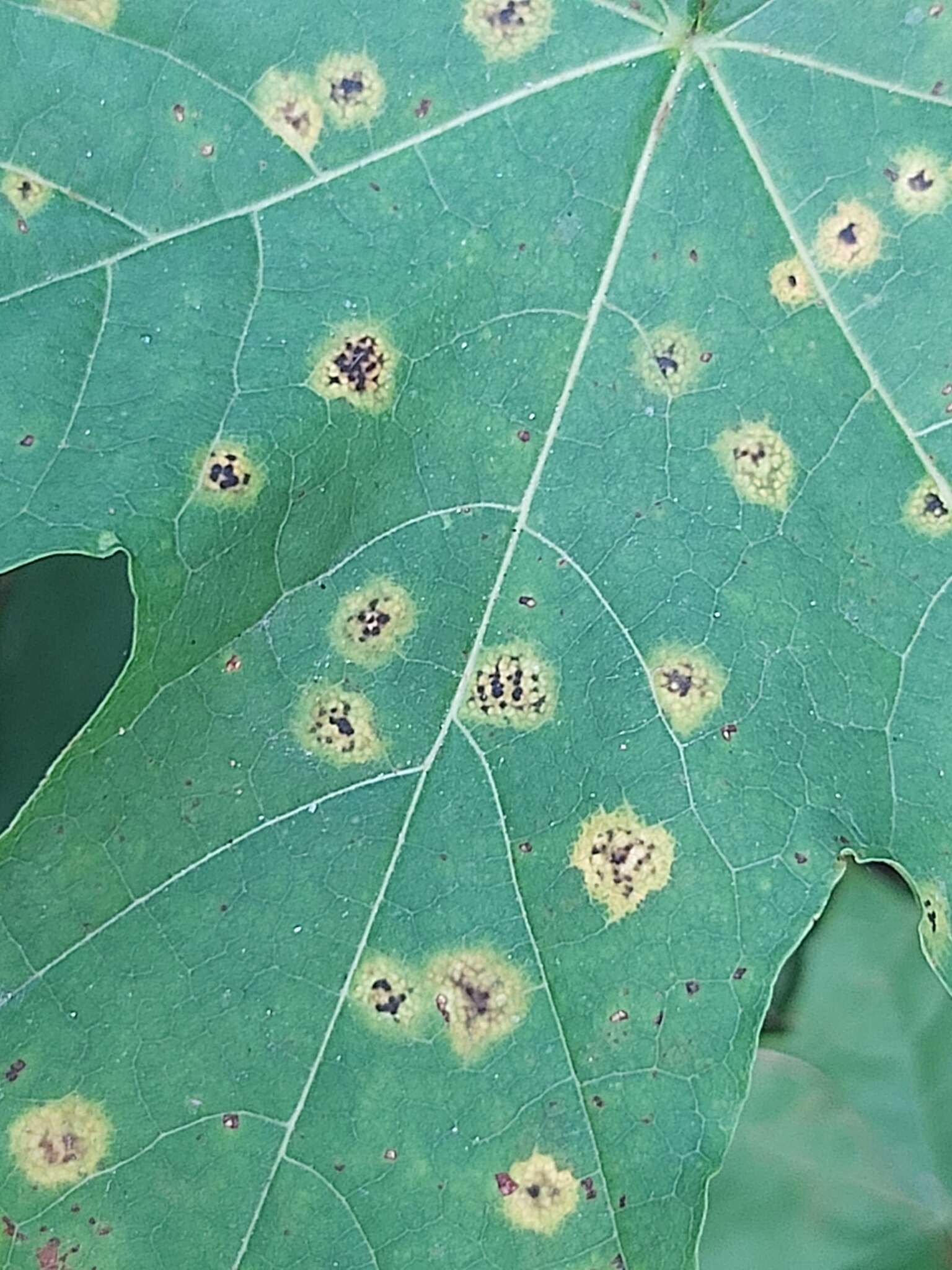 Image of European tar spot