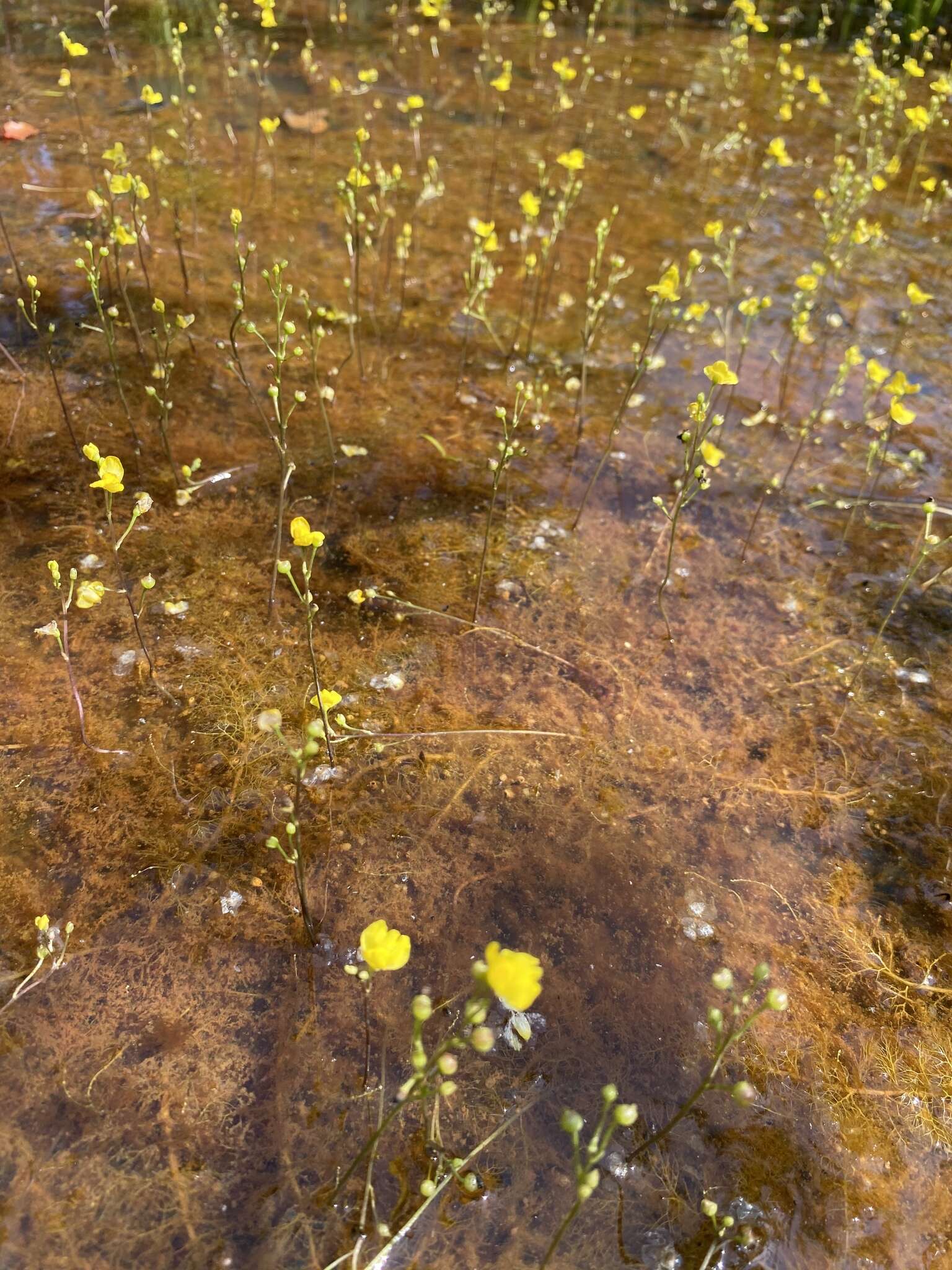 Plancia ëd Utricularia geminiscapa Benj.