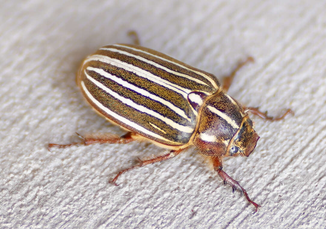 Image of Ten-lined June Beetle