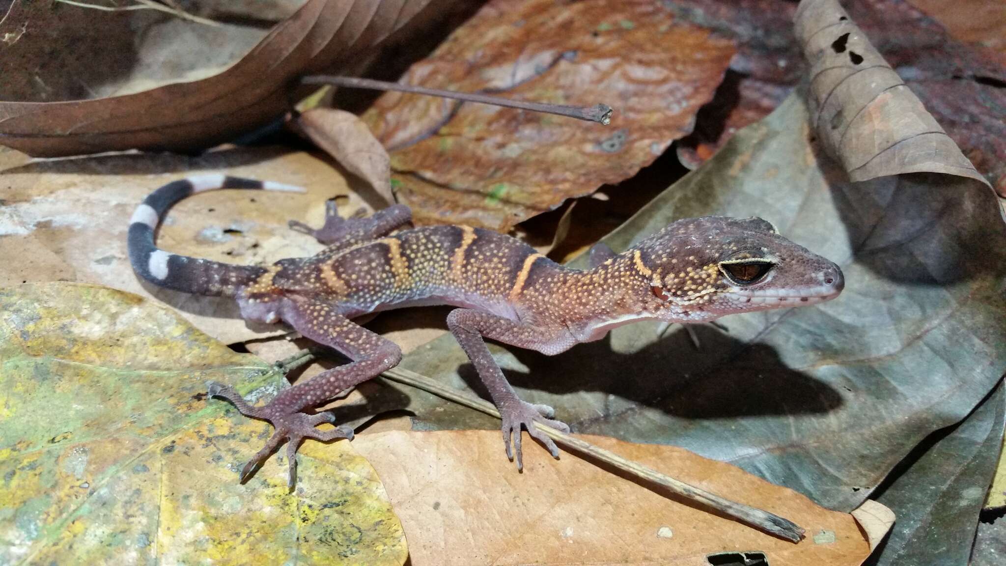 Image of Cat Ba Tiger Gecko