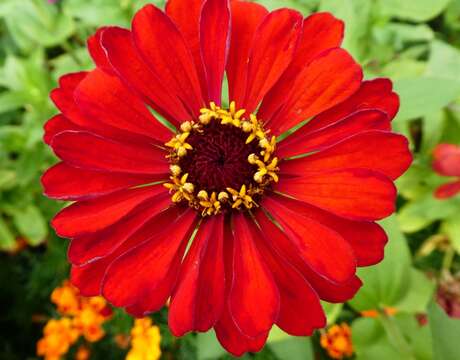 Image of ELEGANT ZINNIA