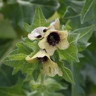 Image of black henbane