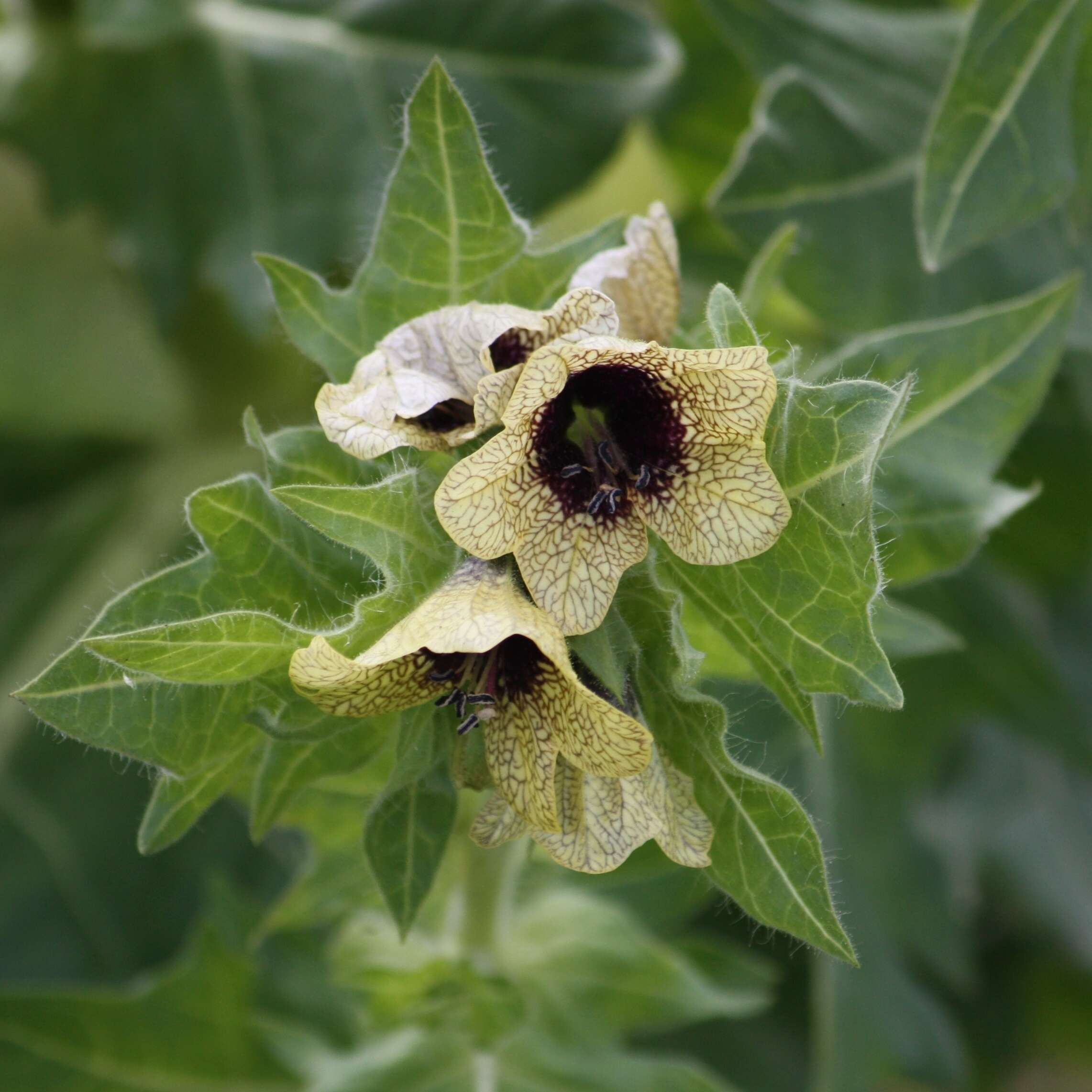 Image of black henbane