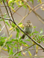 Image of Tree Pipit