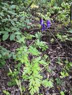 Слика од Aconitum napellus L.