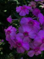 Image of fall phlox