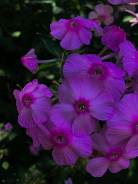 Image of fall phlox