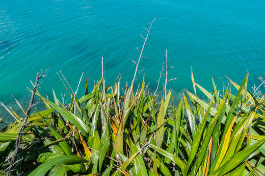 Image of New Zealand flax