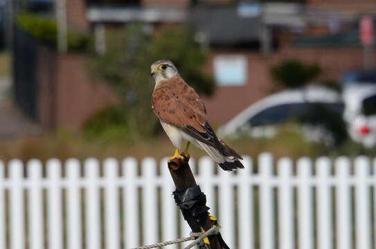 Image of Australian Kestrel