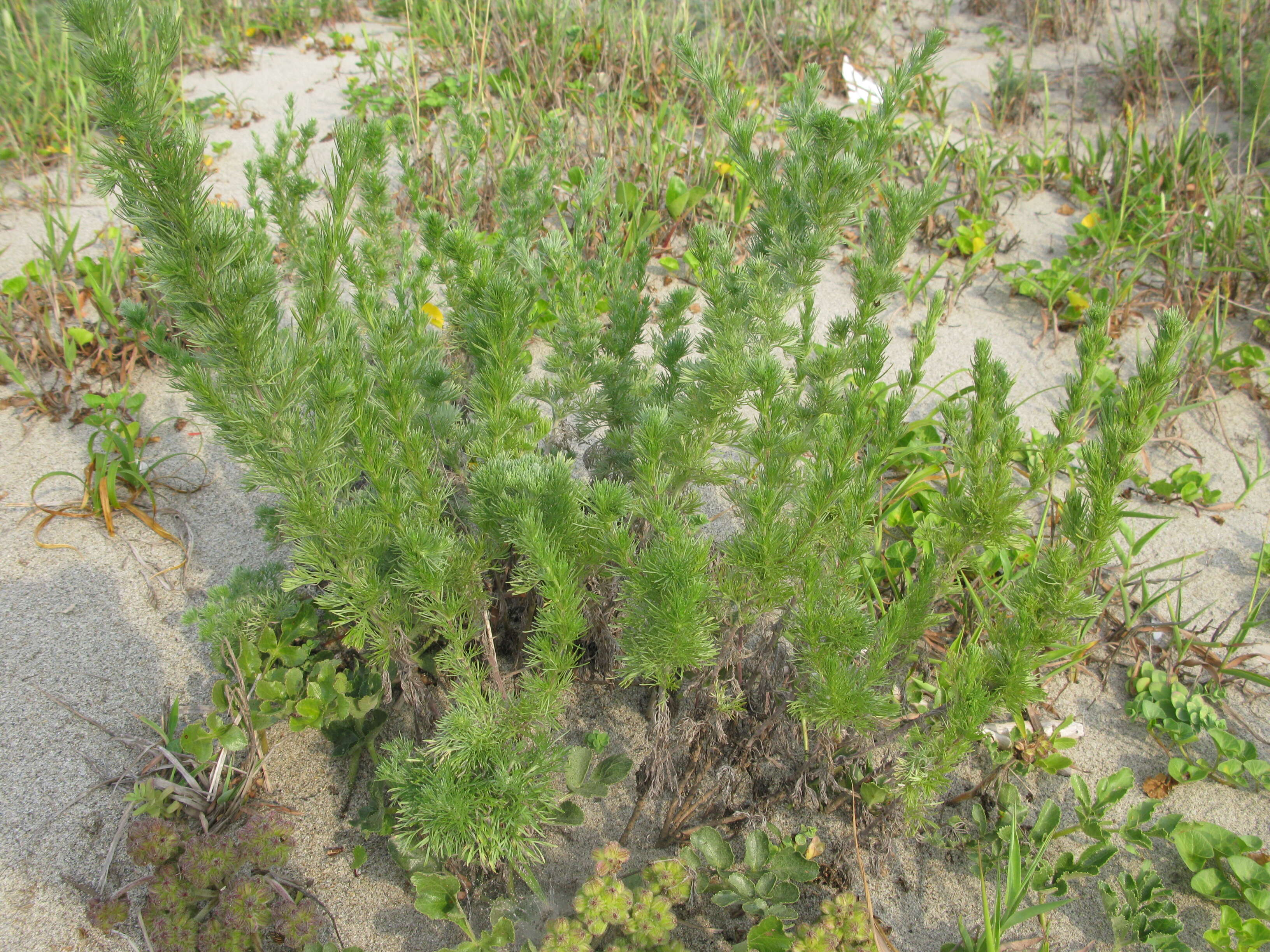 Image of Artemisia capillaris Thunb.