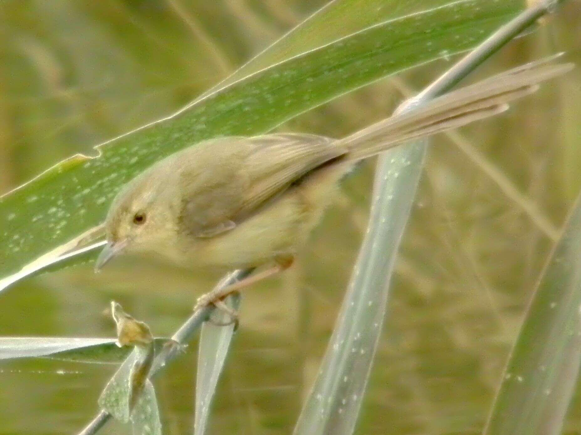 Prinia flaviventris (Delessert 1840) resmi