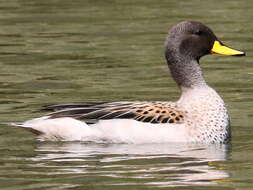 Image of Yellow-billed Teal