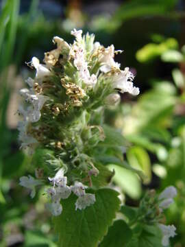 Image of Catnip