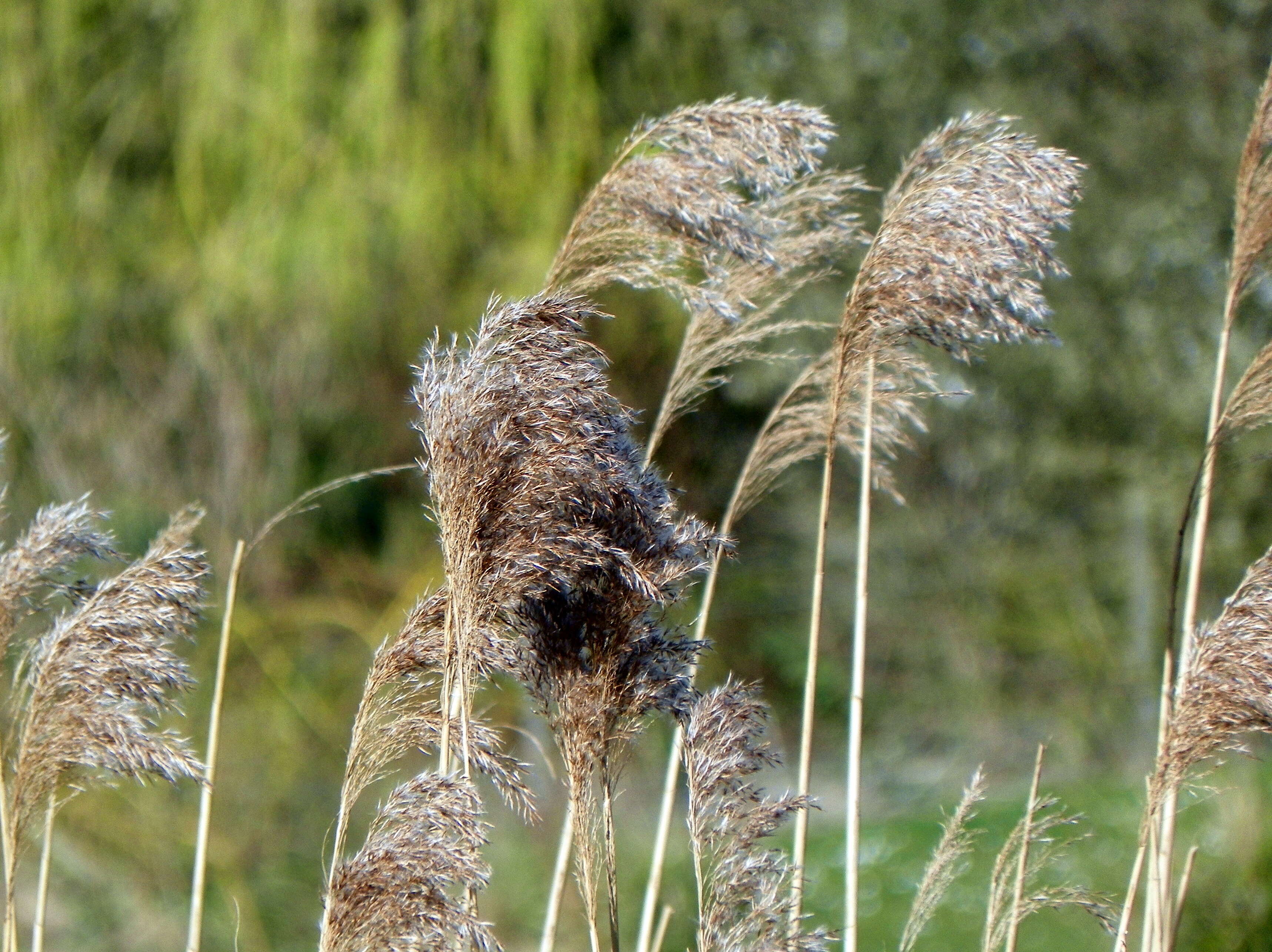 Image of common reed