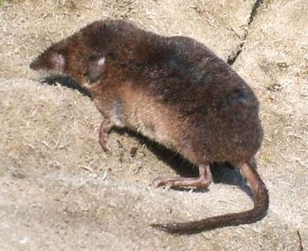 Image of Common Shrew