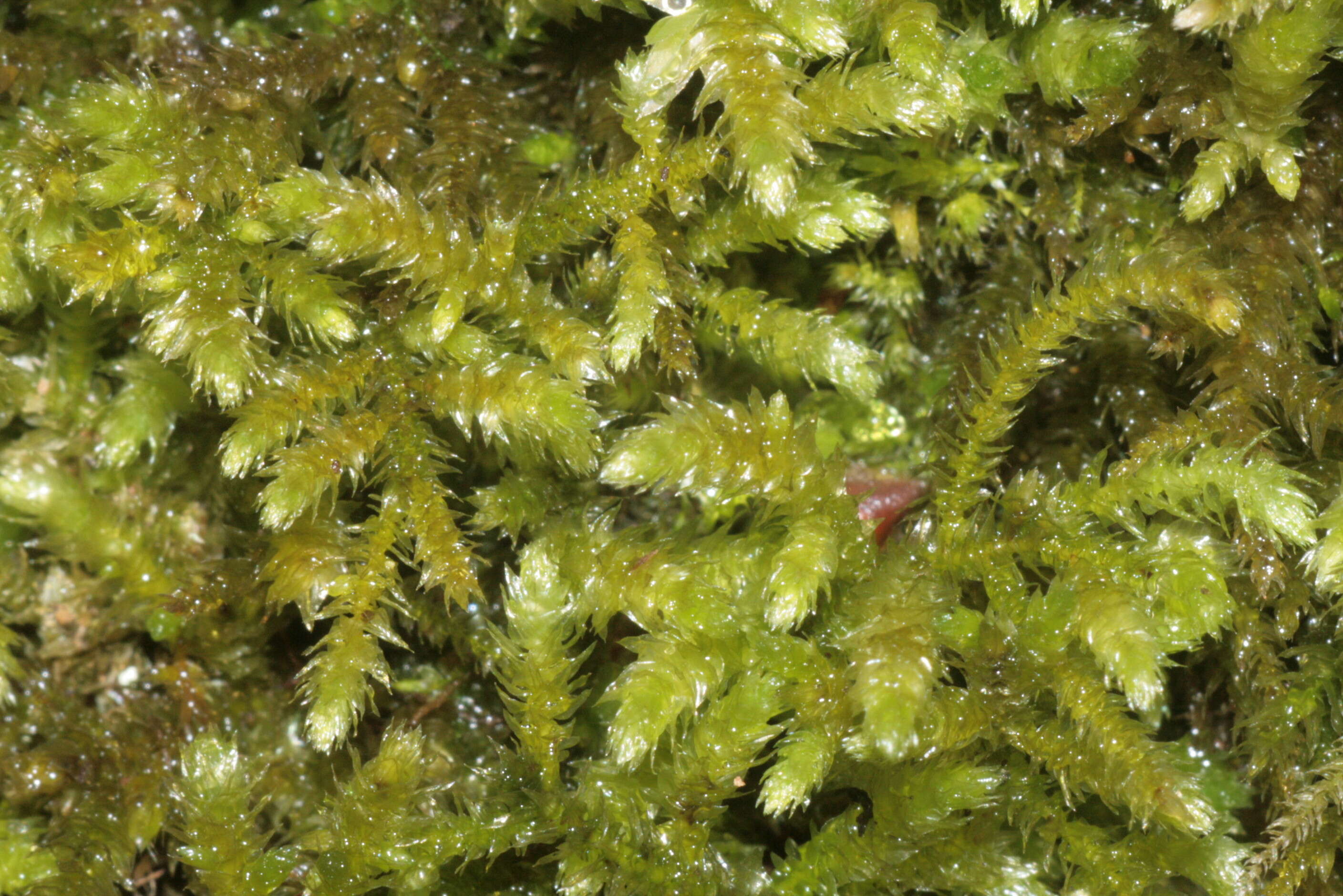 Image of common striated feather-moss