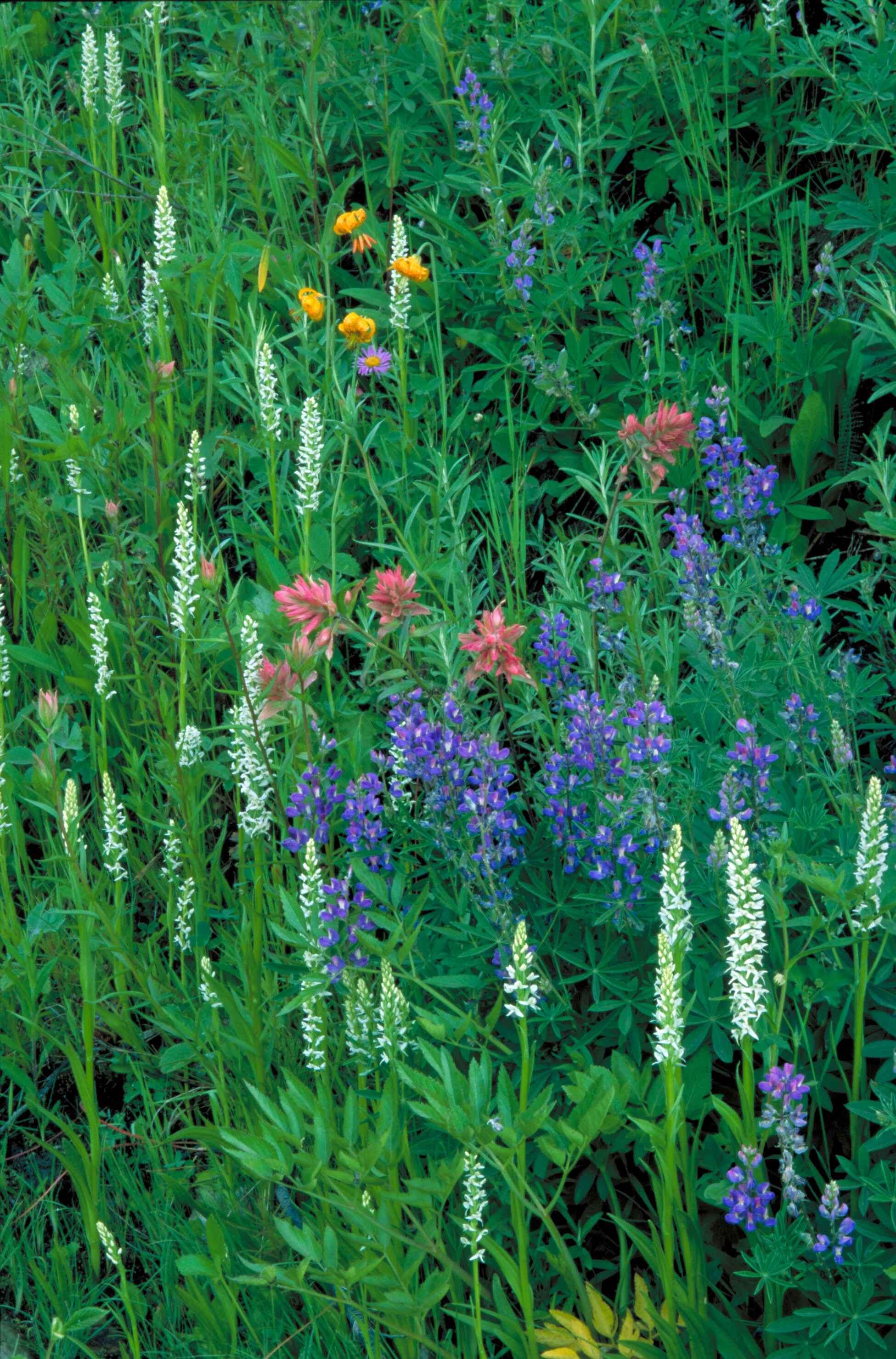 Image of Tall white bog orchid