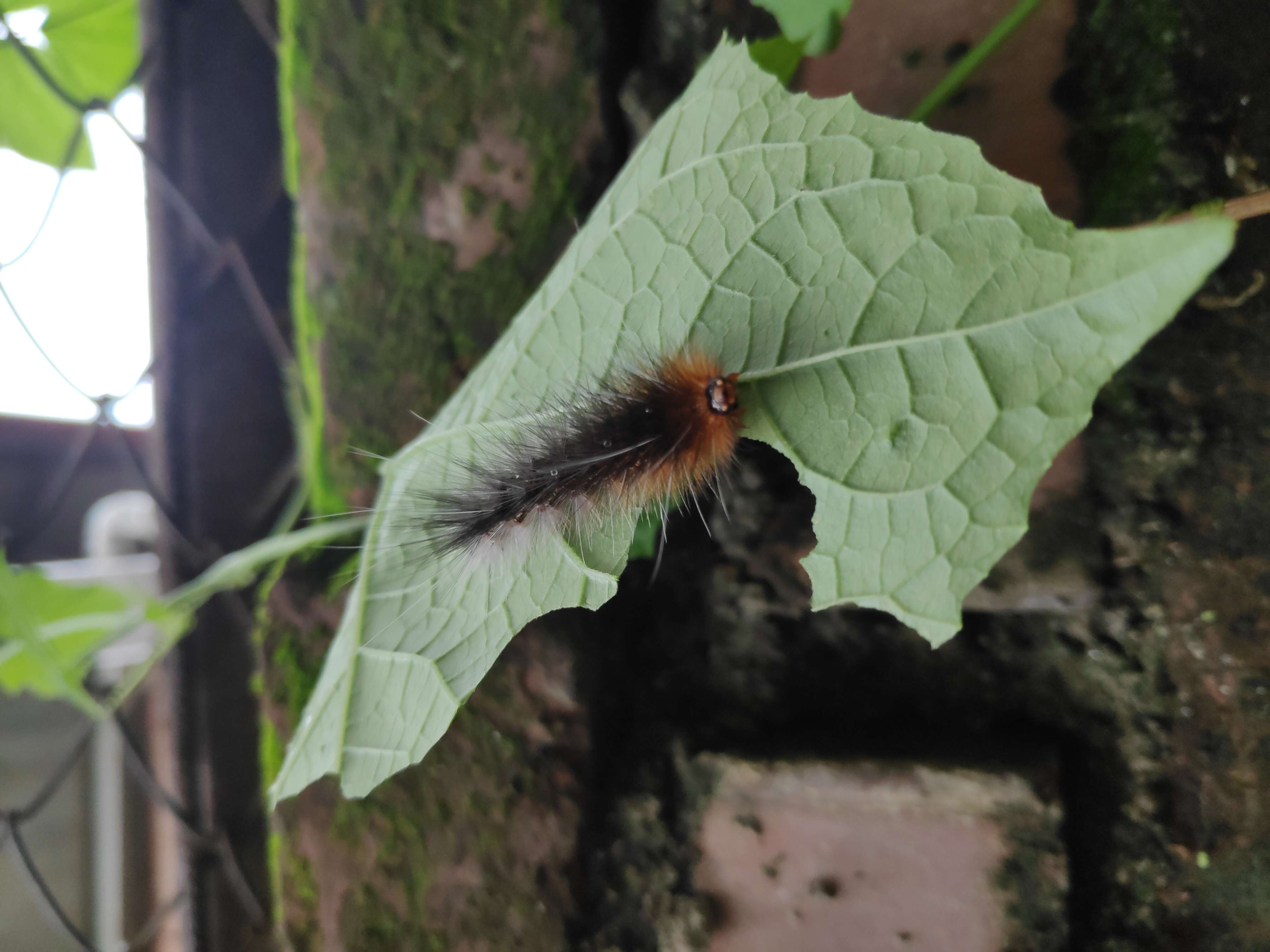 Image of Salt Marsh Moth