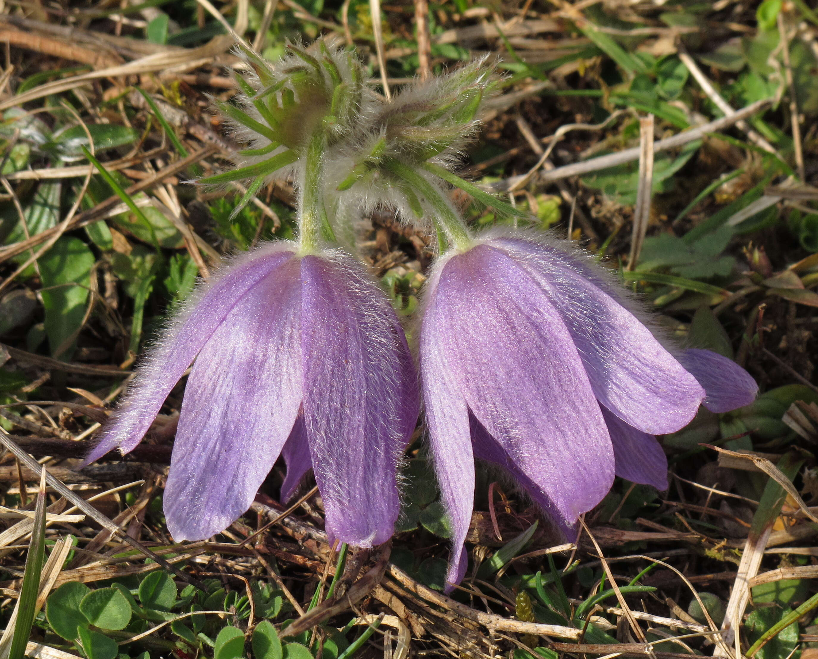 Imagem de Pulsatilla vulgaris Miller