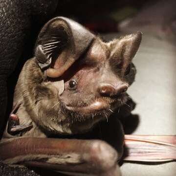 Image of Florida Bonneted Bat