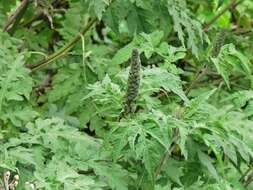 Image of ragweed