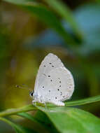 Image of holly blue