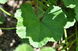 Image of common mallow