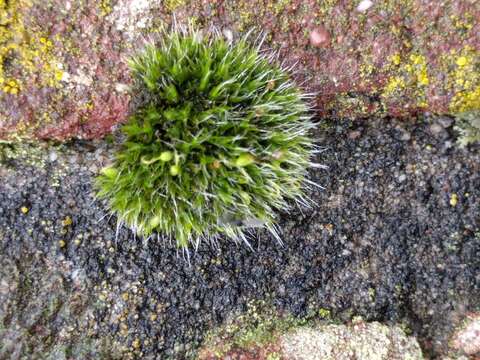 Image of pulvinate dry rock moss