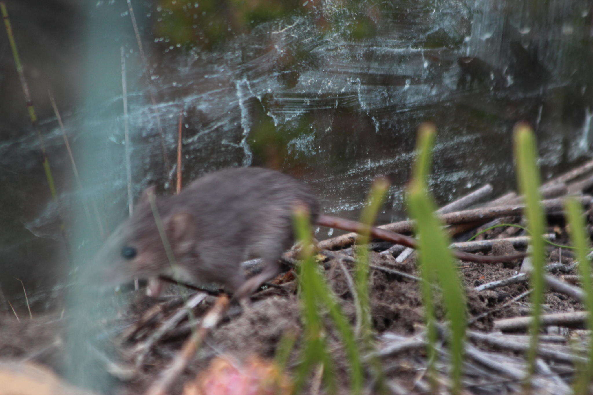 Image of Cape Spiny Mouse