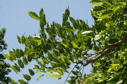 Image of Chinese wisteria