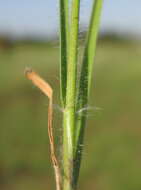 Rytidosperma caespitosum (Gaudich.) Connor & Edgar resmi