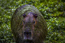 Image of Capybaras