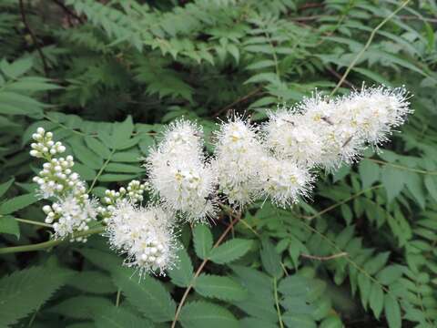 Image of false spiraea