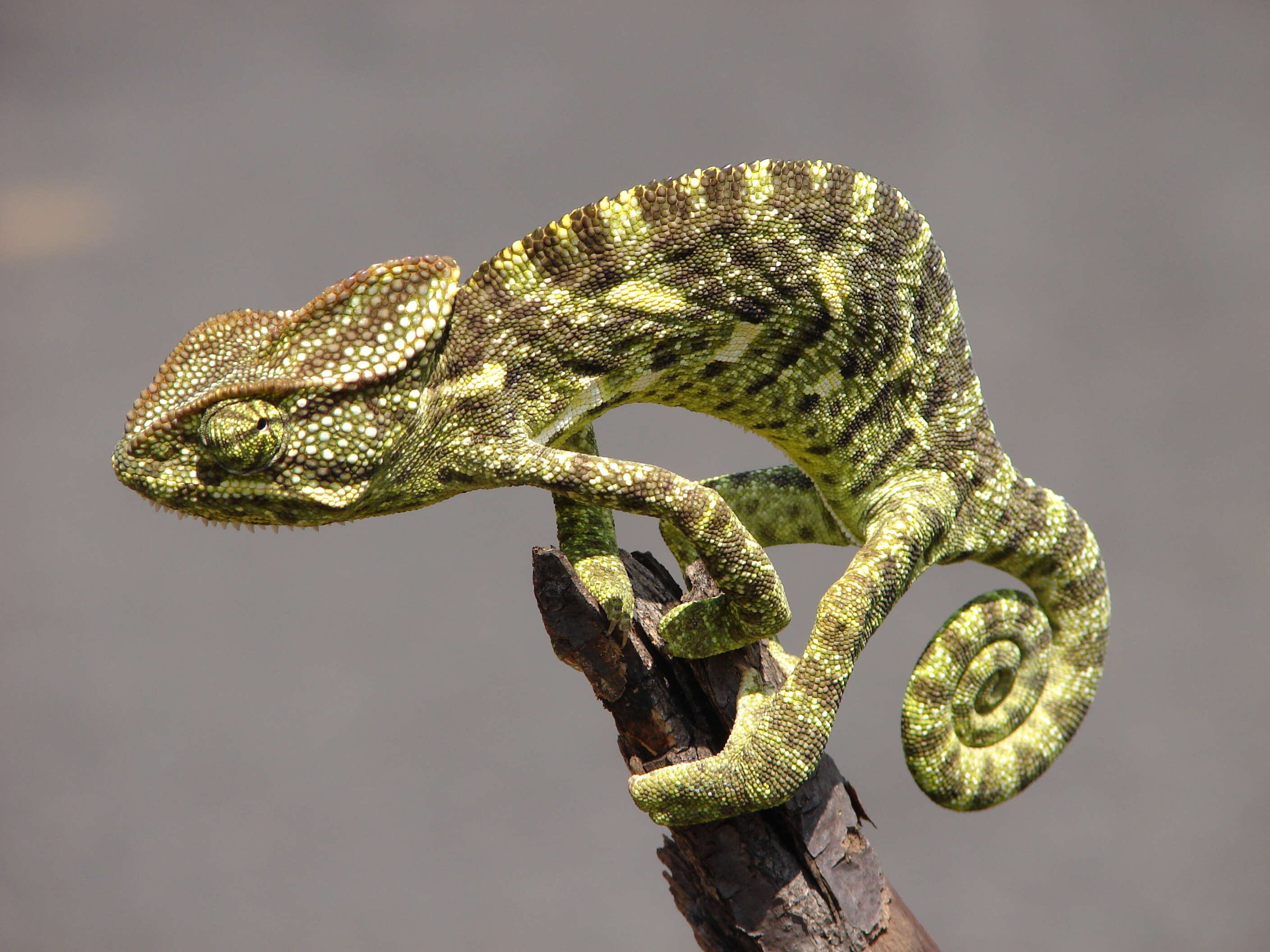 Image of Asian Chameleon