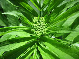 Imagem de Sambucus ebulus L.