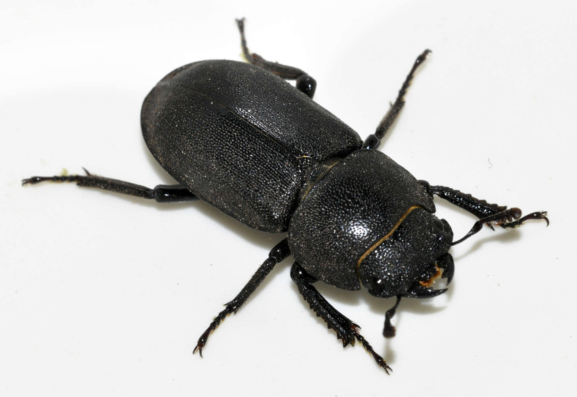 Image of Dorcus parallelipipedus (Linnaeus 1758)