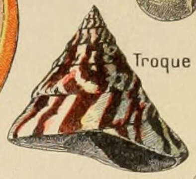 Image of Trochus Linnaeus 1758