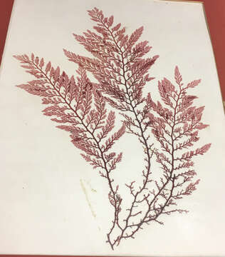 Image of red algae