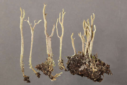 Image of Cladonia alpina